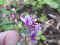Lathyrus venetus