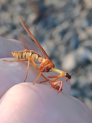 Eumantispa harmandi