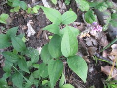 Lathyrus venetus