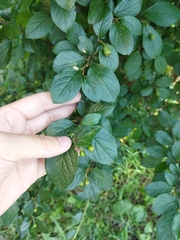 Cotoneaster lucidus