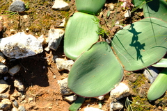 Haemanthus lanceifolius