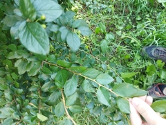 Cotoneaster lucidus