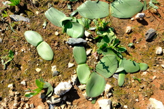 Haemanthus lanceifolius