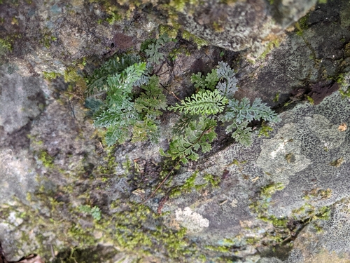 Asplenium pulcherrimum, 2021-06-29