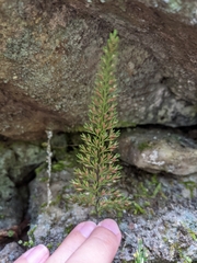 Asplenium pulcherrimum