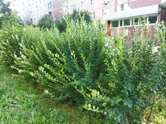 Cotoneaster lucidus