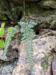 Asplenium pulcherrimum