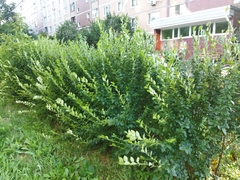 Cotoneaster lucidus