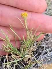 Hymenopappus filifolius pauciflorus