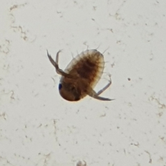 Corixoidea