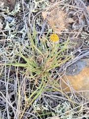 Hymenopappus filifolius pauciflorus