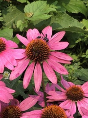 Zethus spinipes spinipes