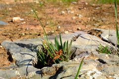 Babiana minuta