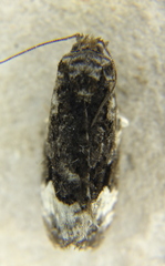 Apotomis funerea