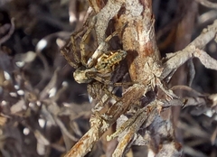 Oxyopes pallidecoloratus