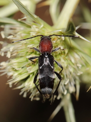 Chlorophorus ruficornis