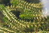 Canadian Waterweed - Photo (c) Vladimir Bryukhov, some rights reserved (CC BY-NC), uploaded by Vladimir Bryukhov