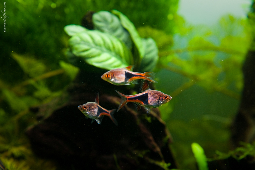 Rasbora arlequin (Trigonostigma heteromorpha)