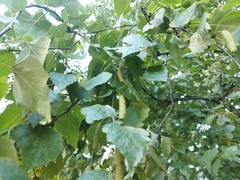 Betula pendula