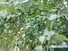 Betula pendula