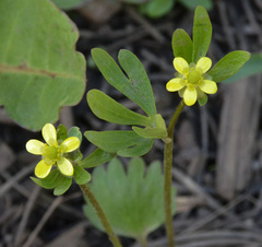 Ranunculus inamoenus