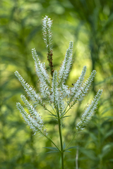 Veronicastrum virginicum