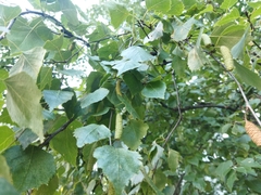 Betula pendula