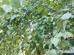 Betula pendula