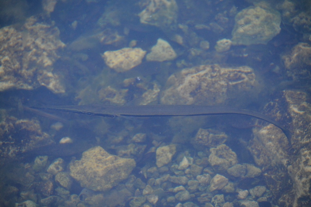 Timucu Needlefish (Mississippi Saltwater Fish species ( Extended ...