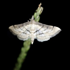 Marasmia cochrusalis