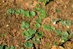 Eriospermum descendens