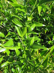 Ruscus