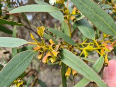 Eucalyptus incrassata