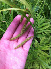 Carex gynandra