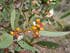 Eucalyptus incrassata
