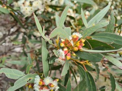 Eucalyptus incrassata