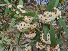 Eucalyptus incrassata