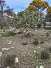 Eucalyptus incrassata