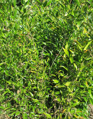 Ruscus