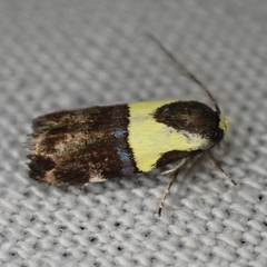 Rectiostoma xanthobasis