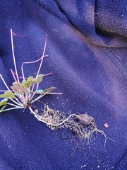 Oxalis imbricata