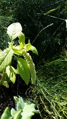Amaranthus caudatus