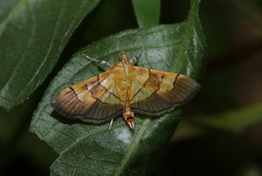 Syngamia latimarginalis