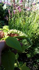 Amaranthus caudatus