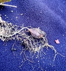 Oxalis imbricata