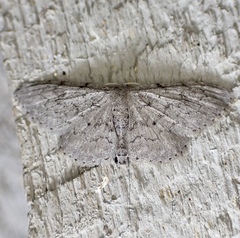 Idaea violacearia