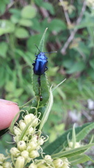 Oreina cacaliae