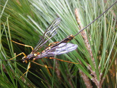 Megarhyssa nortoni