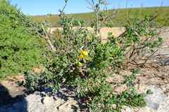 Roepera cuneifolia
