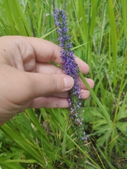 Veronica porphyriana